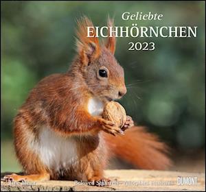 Geliebte Eichhörnchen 2023 - DuMont Wandkalender