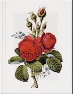 Geschichte der Rose Großes Notizheft (A5) Motiv Moosrose