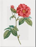 Geschichte der Rose Großes Notizheft (A5) Motiv Französische Rose