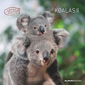 Koalas 2025 - Broschürenkalender 30x30 cm (30x60 geöffnet) - Kalender mit Platz für Notizen - koala bears - Bildkalender - Wandplaner - Bärenkalender