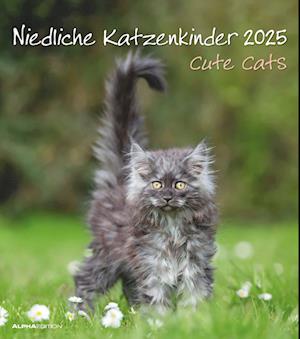 Niedliche Katzenkinder 2025 - Wand-Kalender - Tier-Kalender - 30x34