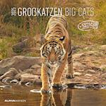 Großkatzen 2025 - Broschürenkalender 30x30 cm (30x60 geöffnet) - Kalender mit Platz für Notizen - Big Cats - Bildkalender - Wandplaner - Alpha Edition