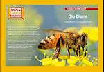 Kamishibai: Die Biene