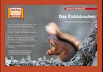 Kamishibai: Das Eichhörnchen