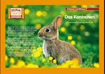Kamishibai: Das Kaninchen