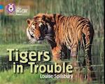 Tigers in Trouble