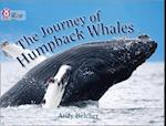 The Journey of Humpback Whales