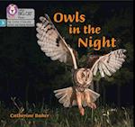 Owls in the Night