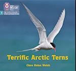 Terrific Arctic Terns