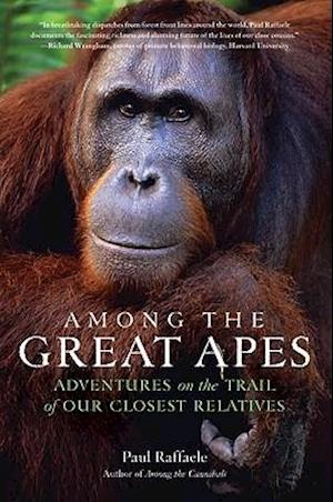 Among the Great Apes