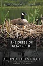 Geese of Beaver Bog