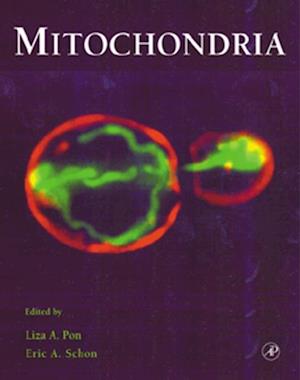 Mitochondria