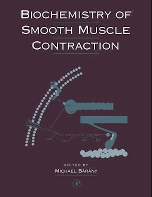 Biochemistry of Smooth Muscle Contraction