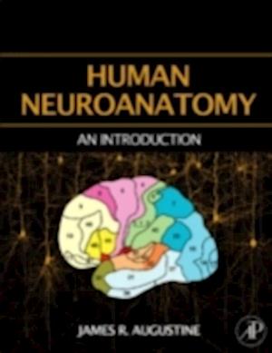 Human Neuroanatomy