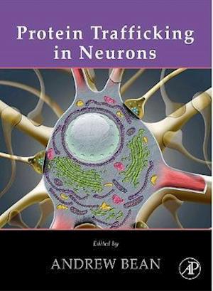 Protein Trafficking in Neurons