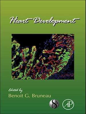 Heart Development