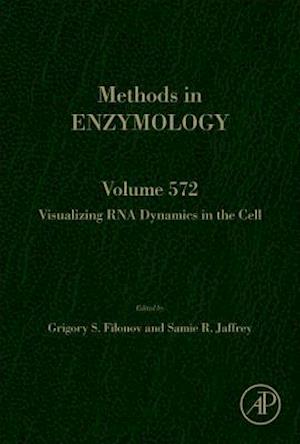 Visualizing RNA Dynamics in the Cell