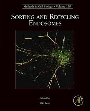 Sorting and Recycling Endosomes