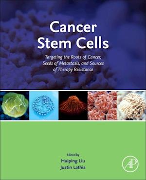 Cancer Stem Cells