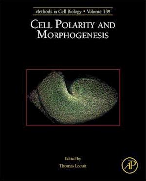 Cell Polarity and Morphogenesis