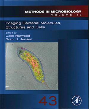 Imaging Bacterial Molecules, Structures and Cells