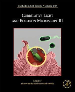 Correlative Light and Electron Microscopy III