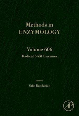 Radical SAM Enzymes