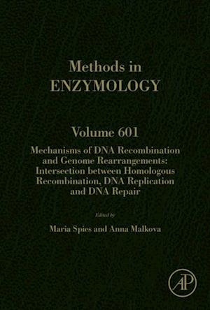 Mechanisms of DNA Recombination and Genome Rearrangements: Intersection Between Homologous Recombination, DNA Replication and DNA Repair