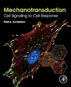 Mechanotransduction