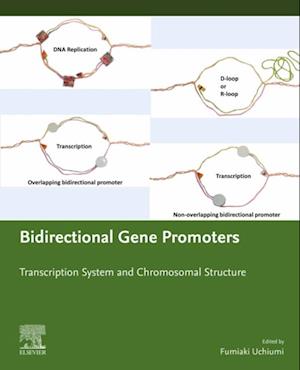 Bidirectional Gene Promoters