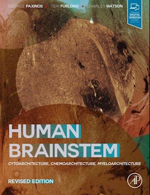 Human Brainstem