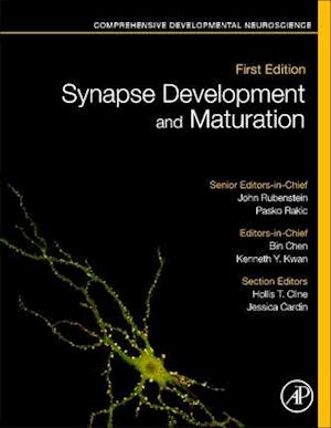 Synapse Development and Maturation