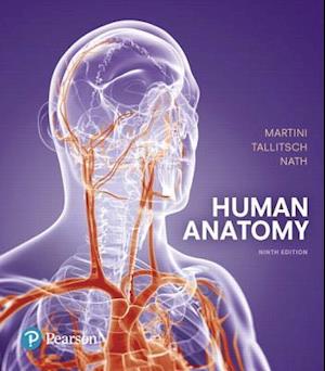 Human Anatomy