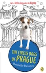 Circus Dogs of Prague