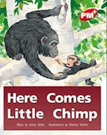 Here Comes Little Chimp