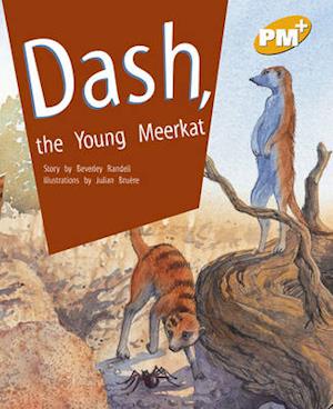 Dash, the Young Meerkat