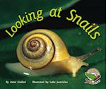 Looking at Snails