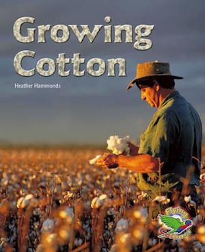 Growing Cotton