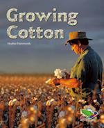 Growing Cotton