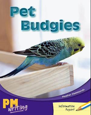 Pet Budgies