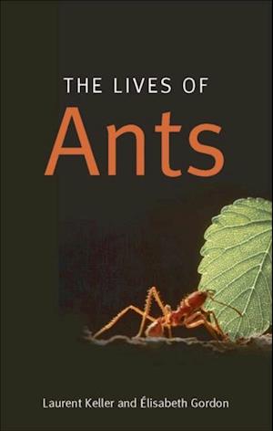 Lives of Ants