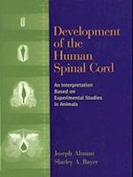 Development of the Human Spinal Cord