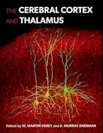 The Cerebral Cortex and Thalamus