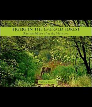 Tigers in the Emerald Forest