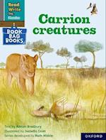 Read Write Inc. Phonics: Grey Set 7 Book Bag Book 10 Carrion creatures