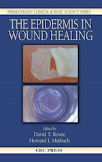 Epidermis in Wound Healing