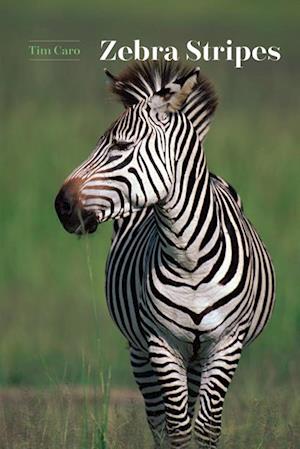 Zebra Stripes