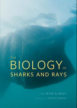 Biology of Sharks and Rays