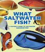 What Saltwater Fish?