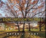 Light Through the Trees